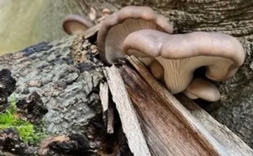 Pilze wachsen auf einem verfallenden Baumstamm.