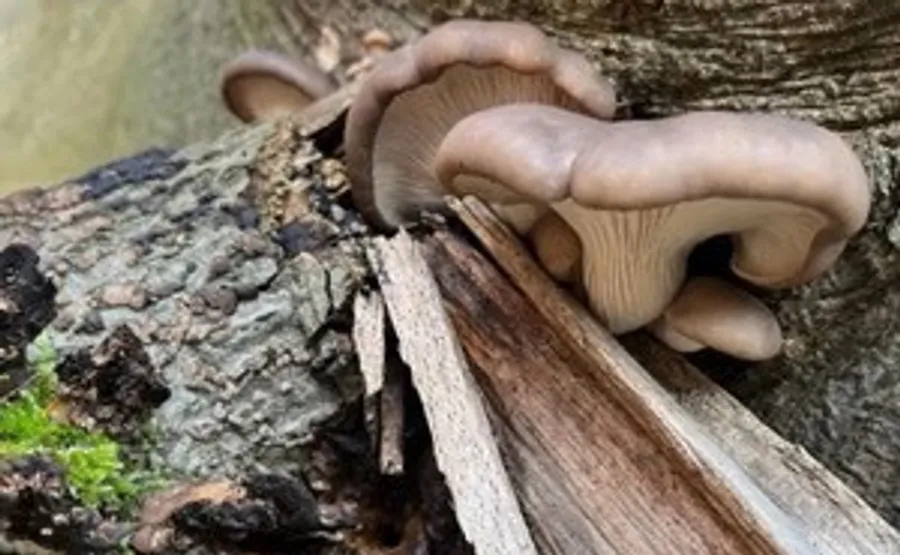 Mushrooms growing on a decaying tree trunk.