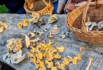 Verschiedene Pilze auf Holztisch mit Körben.