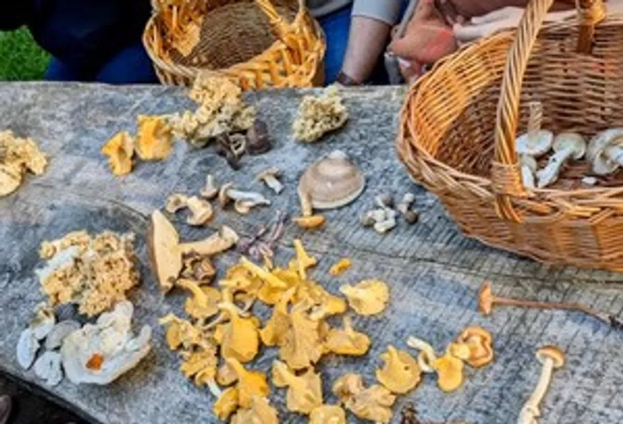 Various mushrooms on a wooden table with baskets.