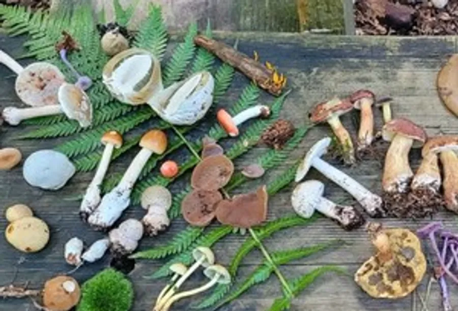 Various mushrooms arranged on wooden surface.