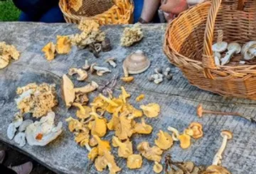 Pilze und Körbe auf einem Holztisch.