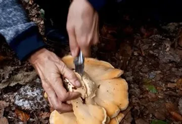 Person cutting mushroom on forest ground.