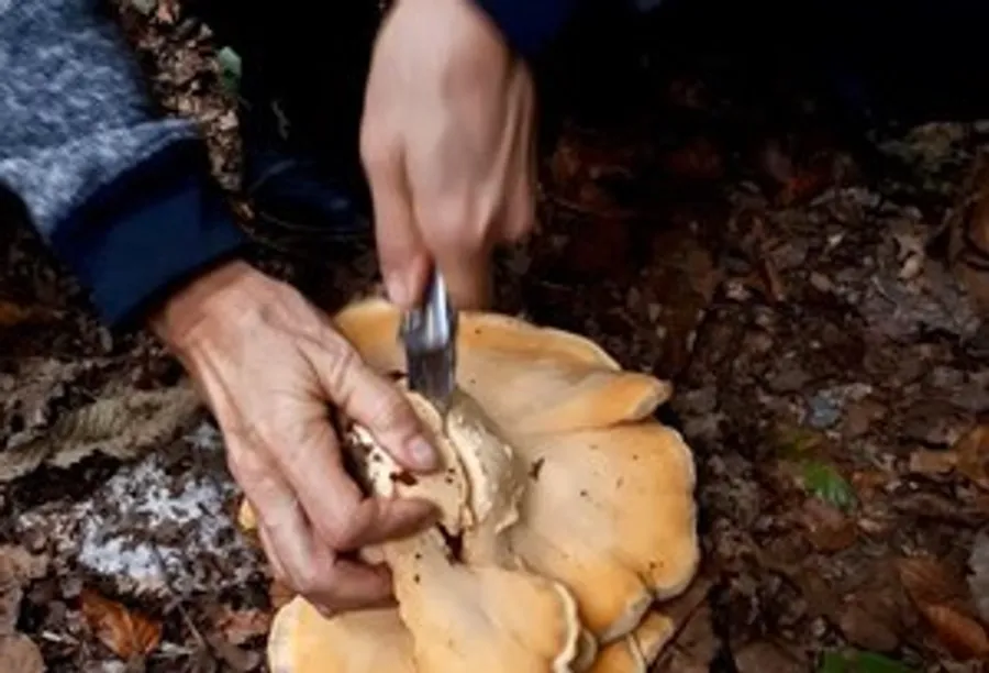 Person schneidet Pilz auf Waldboden.