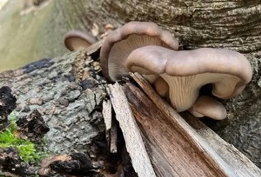 Mushrooms growing on a fallen tree.