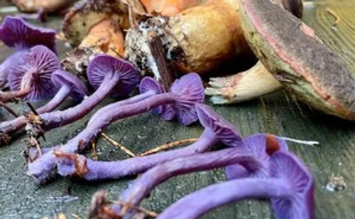 Lila Pilze auf Holzoberfläche liegend.