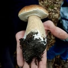 Pilzwanderung in Bonn West