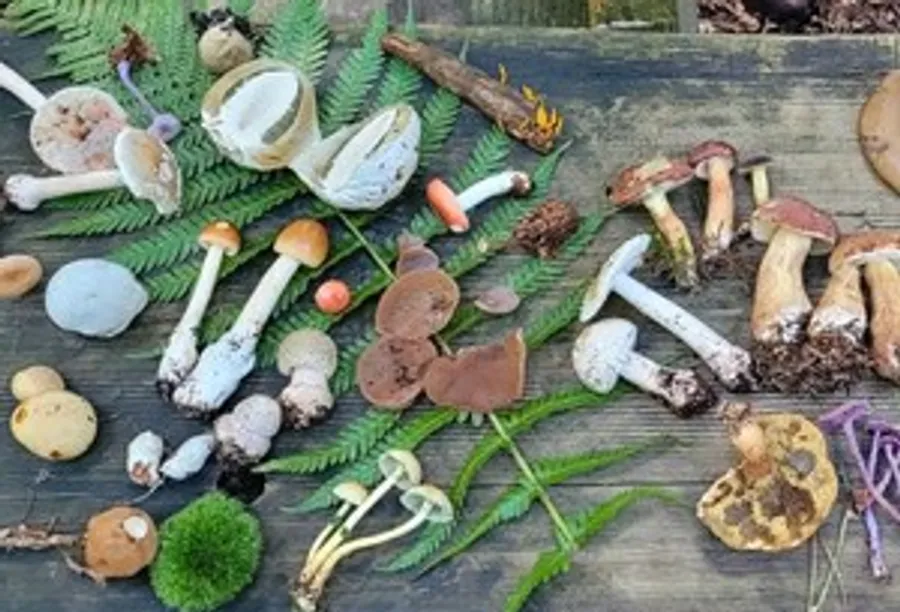 Various mushrooms displayed on a wooden surface.