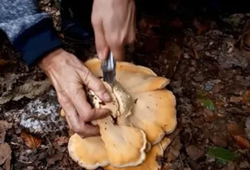 Person cutting wild mushroom on forest floor.