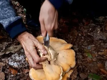 Person erntet Pilz mit Messer im Wald.