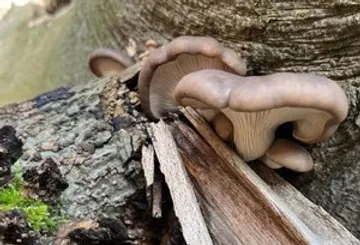 Pilze wachsen auf verrottendem Holz im Freien.