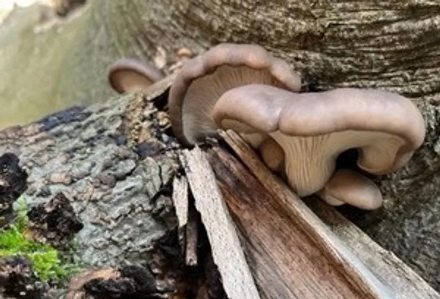 Mushrooms growing on decaying wood outdoors.