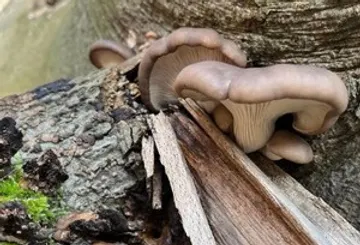Mushrooms growing on a fallen tree.