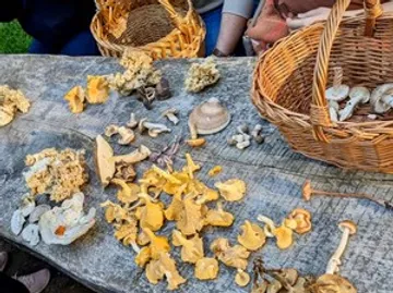 Pilze auf einem Tisch mit Körben in der Nähe.