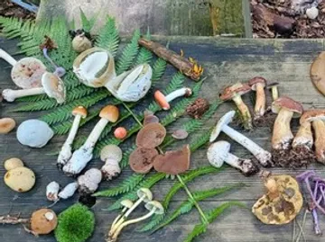 Various mushrooms displayed on a wooden surface.