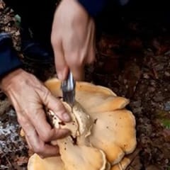 Pilzwanderung in Freiburg