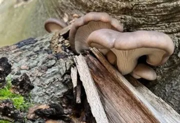Pilze wachsen auf verrottender Baumrinde.