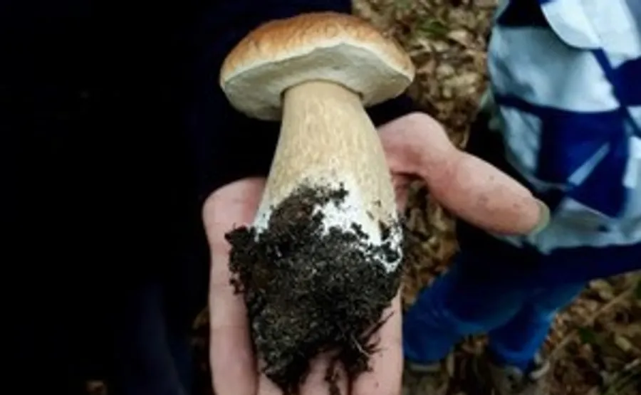 Hand hält großen Pilz im Wald.