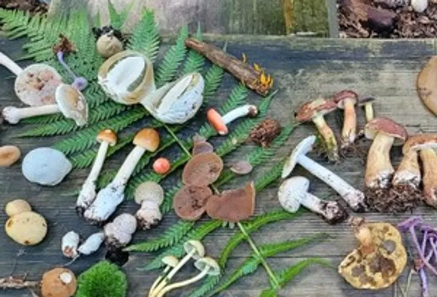 Various mushrooms displayed on a wooden table.