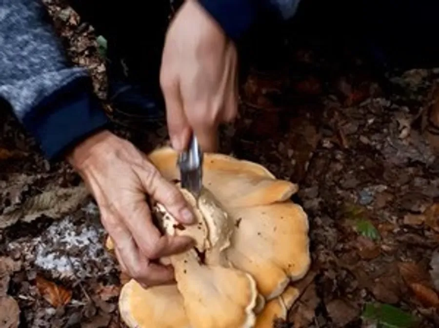 Person cutting large mushroom in forest.