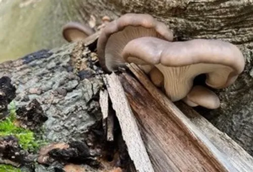 Mushrooms growing on cracked wood log.