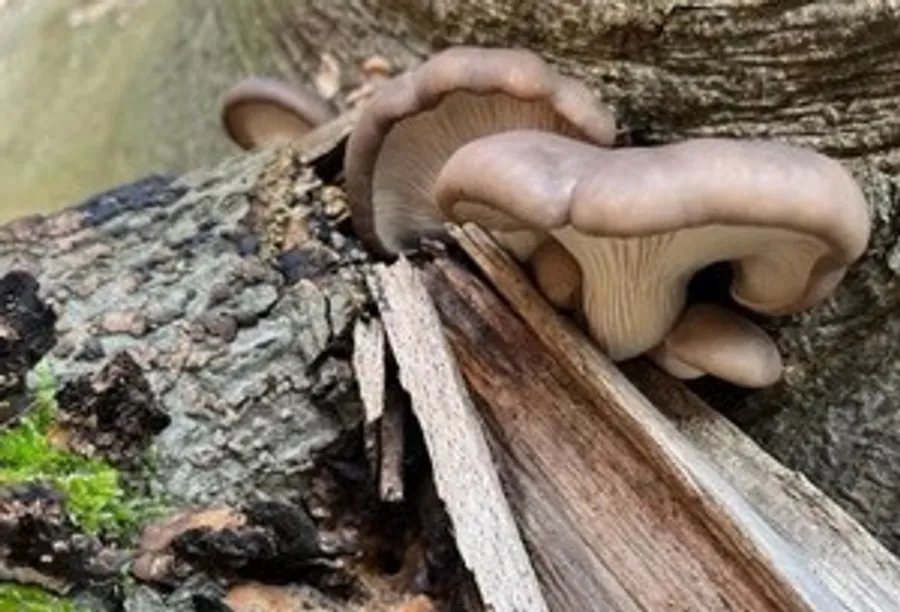 Mushrooms growing on cracked wood log.