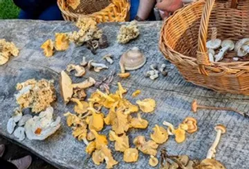 Verschiedene Pilze auf Tisch mit Körben.