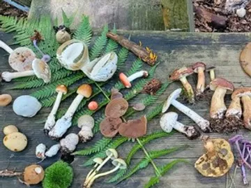 Verschiedene Pilze auf Holzoberfläche ausgestellt.