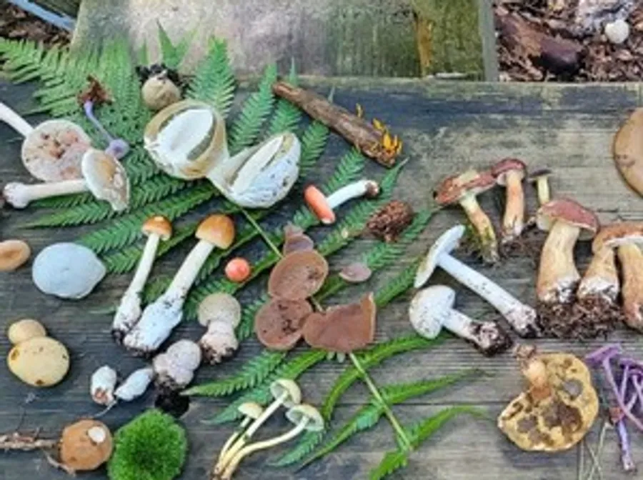 Various mushrooms displayed on wooden surface.