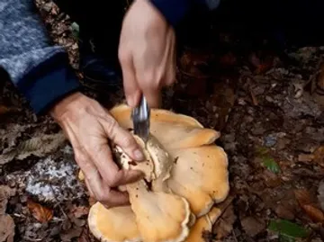Person schneidet Pilz im Wald mit Messer.