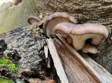 Pilzgruppe wächst auf Baumrinde.