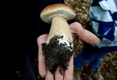Hand hält großen Pilz mit Erde im Freien.