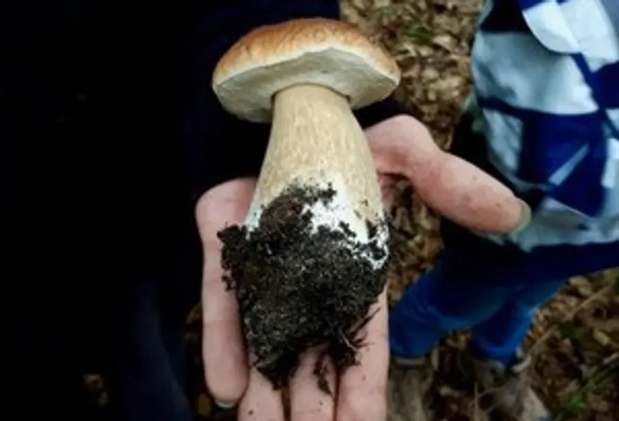 Hand hält großen Pilz mit Erde im Freien.