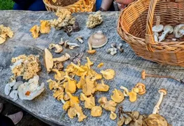 Various mushrooms displayed on a wooden table.