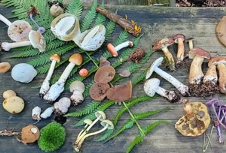 Various mushrooms displayed on a wooden surface.