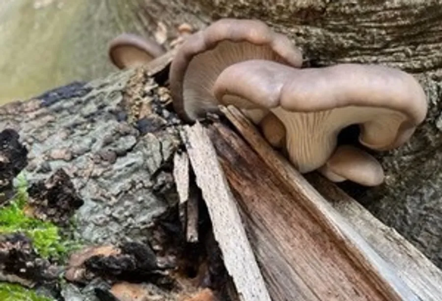 Pilze wachsen auf einem umgestürzten Baumstamm.