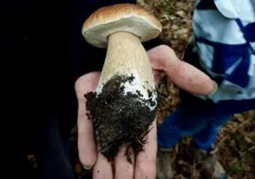 Person holding large mushroom in forest.