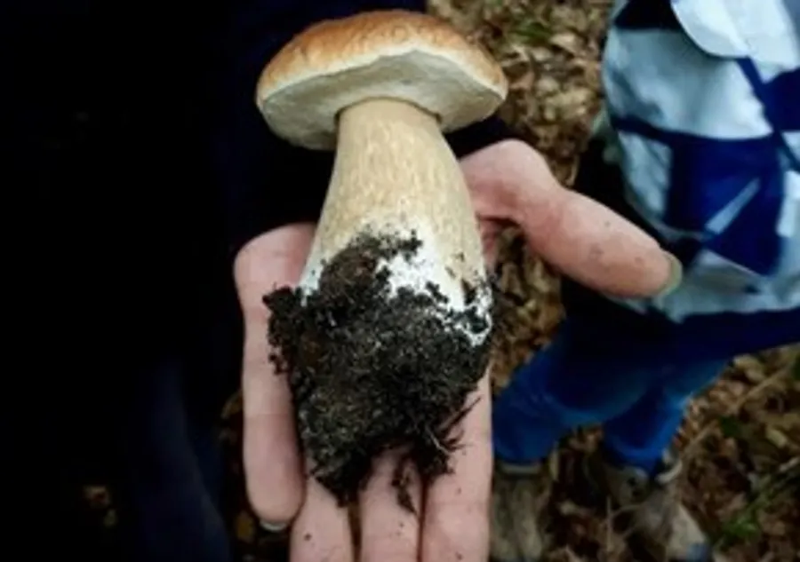 Person holding large mushroom in forest.