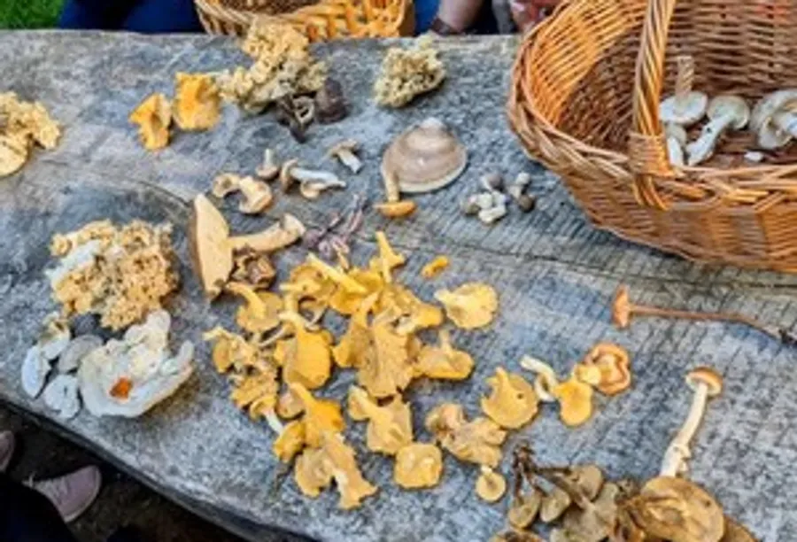 Mushrooms displayed on table with baskets.