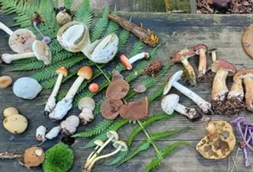 Verschiedene Pilze auf Holzoberfläche ausgestellt.