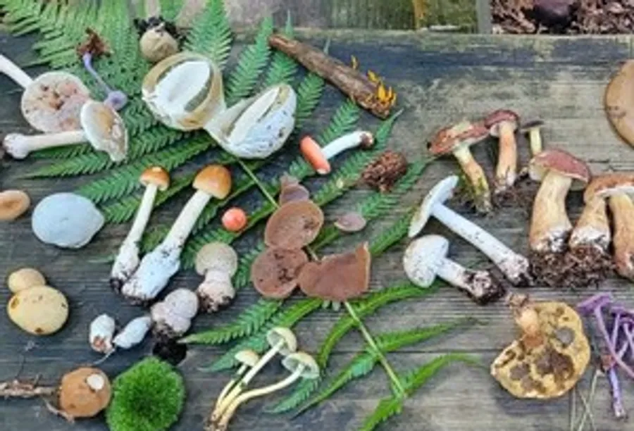 Verschiedene Pilze auf Holzoberfläche ausgestellt.