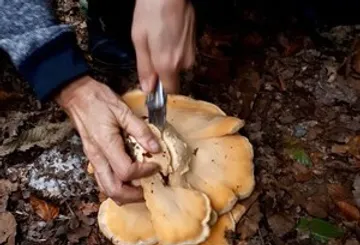 Person cutting mushroom in forest ground.