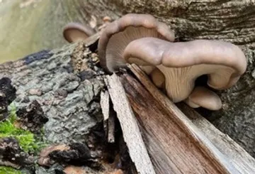 Pilze wachsen auf rissiger Baumrinde.