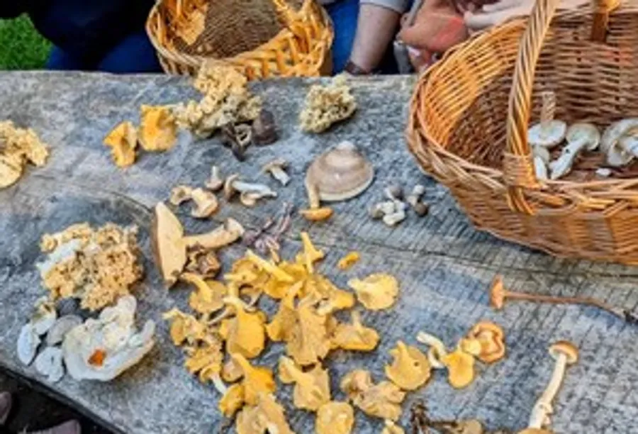 Pilze auf Holztisch im Freien sortiert.