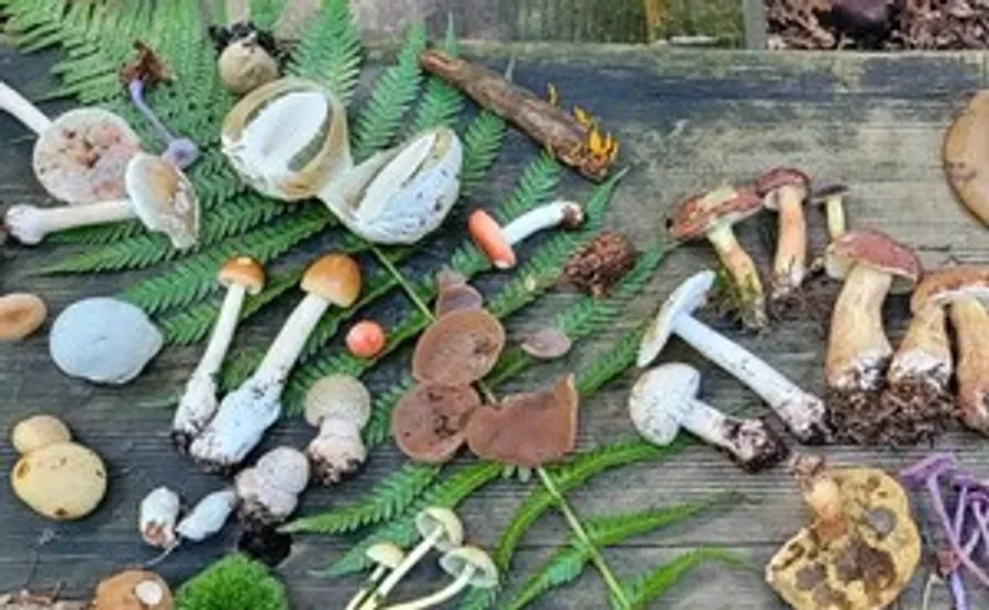 Verschiedene Pilze auf einem Holztisch ausgestellt.