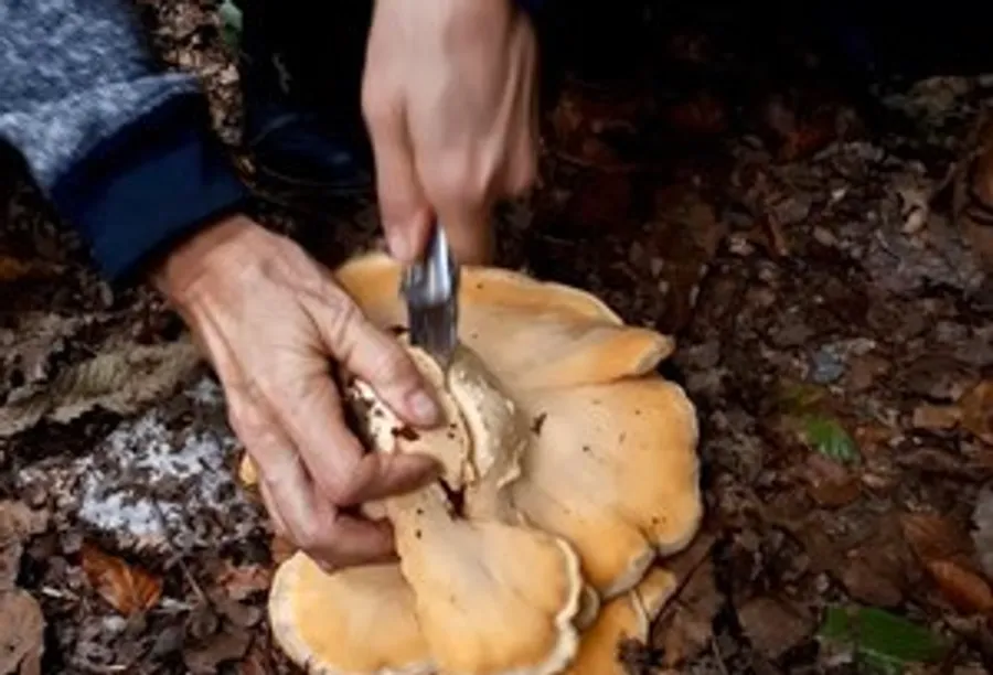 Person cutting mushroom with knife in forest.