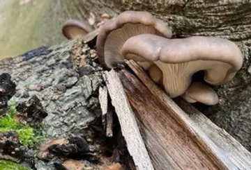 Mushrooms growing on a fallen tree.