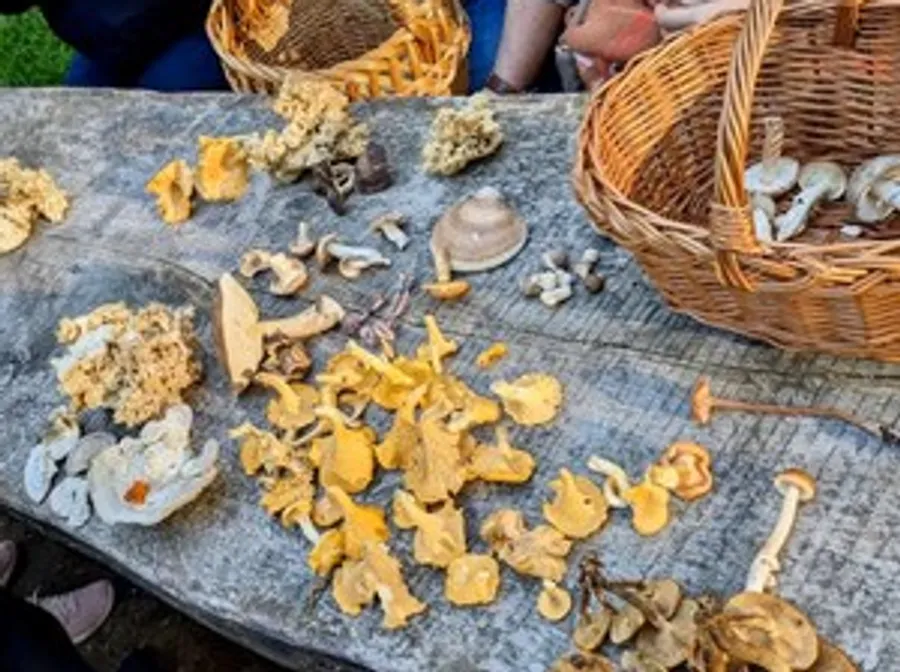 Variety of mushrooms on outdoor table and baskets.