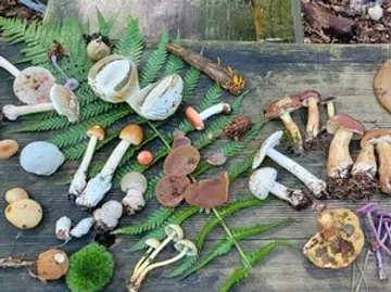 Various mushrooms displayed on a wooden surface.