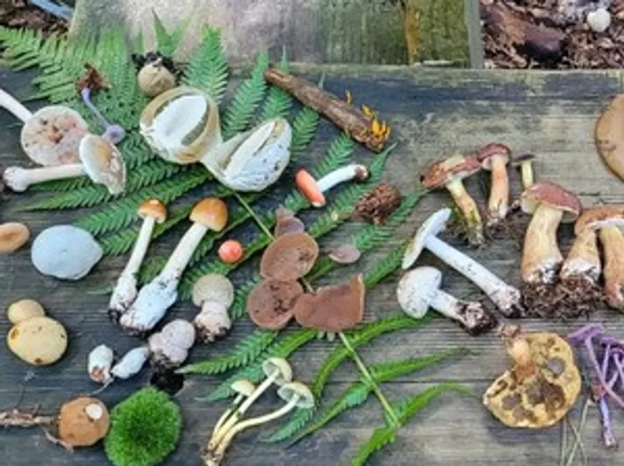 Verschiedene Pilze auf einer Holzoberfläche präsentiert.